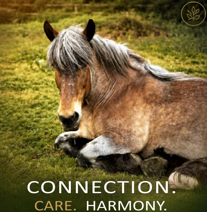 Horse resting in grass with the text Connection, Care, Harmony